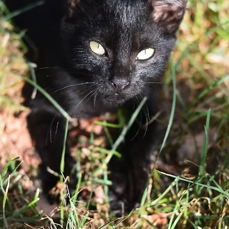 Casa de hóspedes Casa Dany