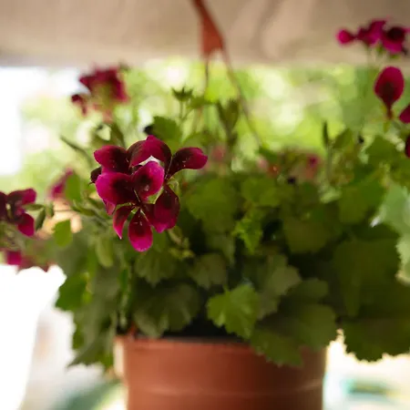 Casa Dany Casa de hóspedes 3*