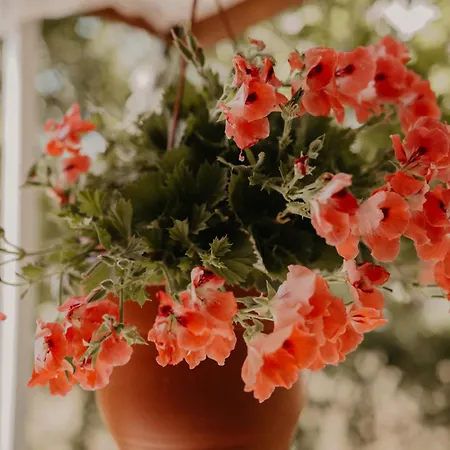 Casa Dany 3* Corbu (Constanta)