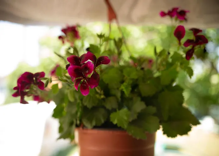 Casa Dany Penzion 3*