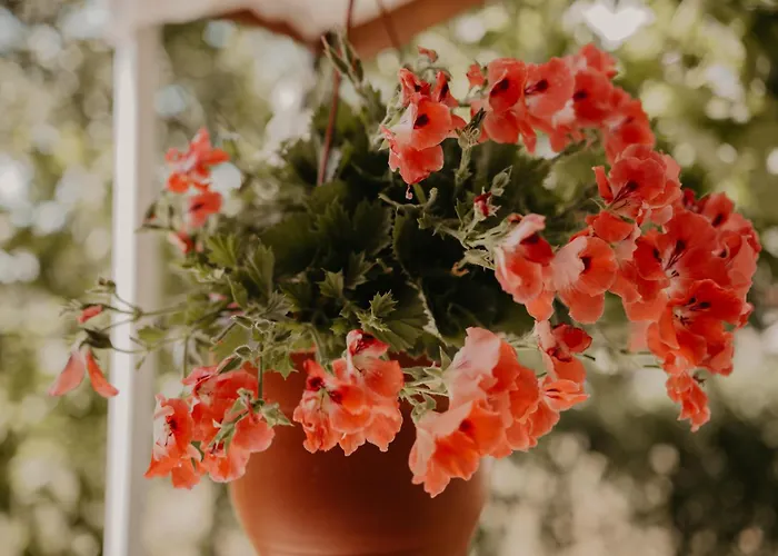 Casa Dany 3* Corbu (Constanta)