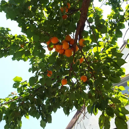 Gasthuis Casa Dany 3*